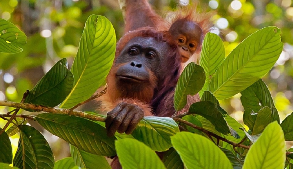 Malaysia Borneo