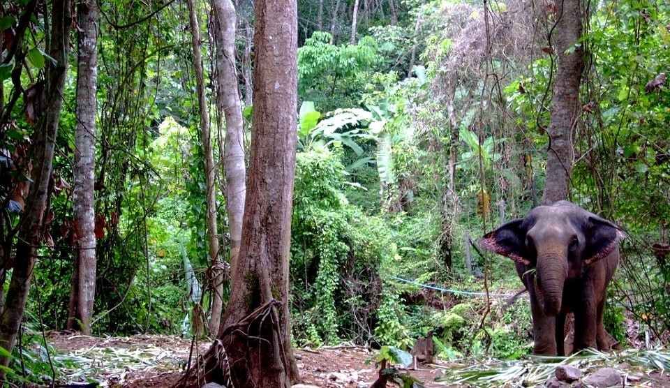 Koh Chang