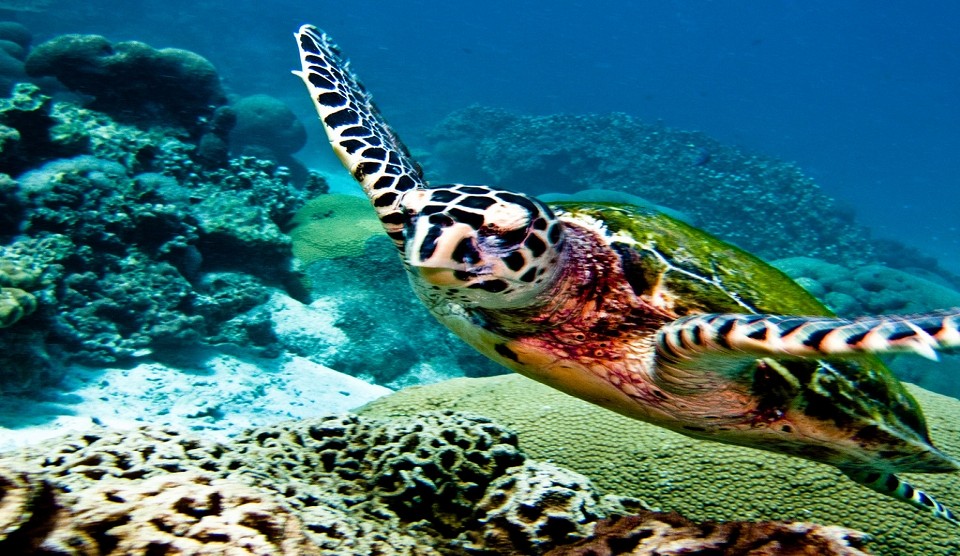 Koh Phi Phi