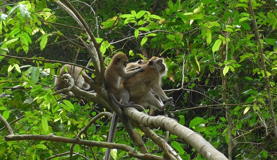 Langkawi