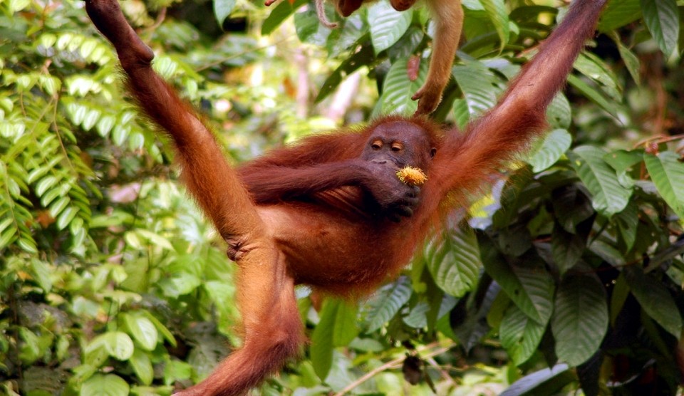 Rundreisen - Ferien in Borneo - Premium Hotels | BARROM Reisen