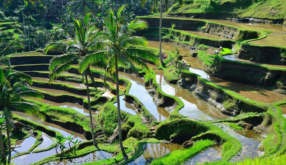 Bali Ubud