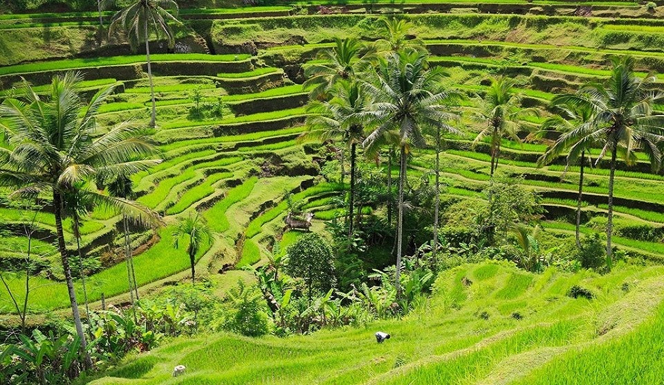 Bali Ubud