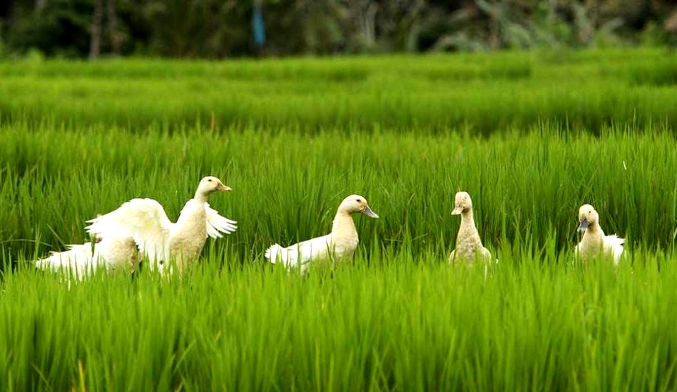 Ubud