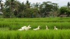 The Ubud Village - Ubud