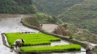 Banaue das achte Weltwunder