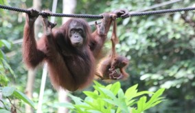  Borneo Safari  