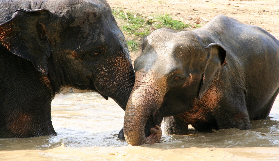 Dschungelsafari Khao Sok