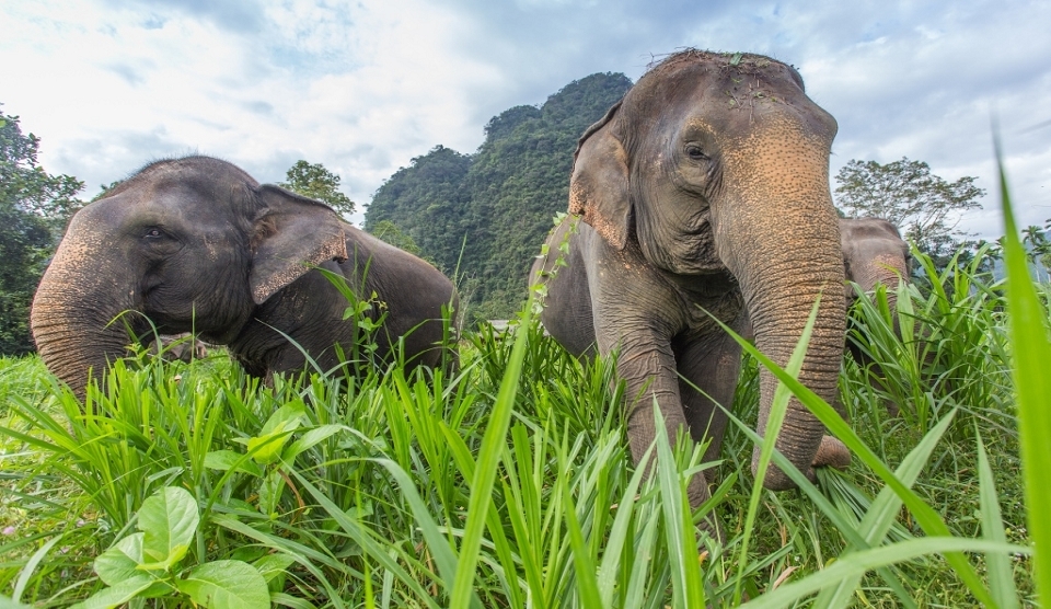  Dschungelsafari Khao Sok 