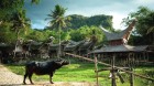 Toraja - Land der lebenden Toten