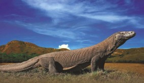  Drachenabenteuer Komodo 