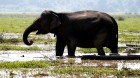 Naturparadies Südlaos